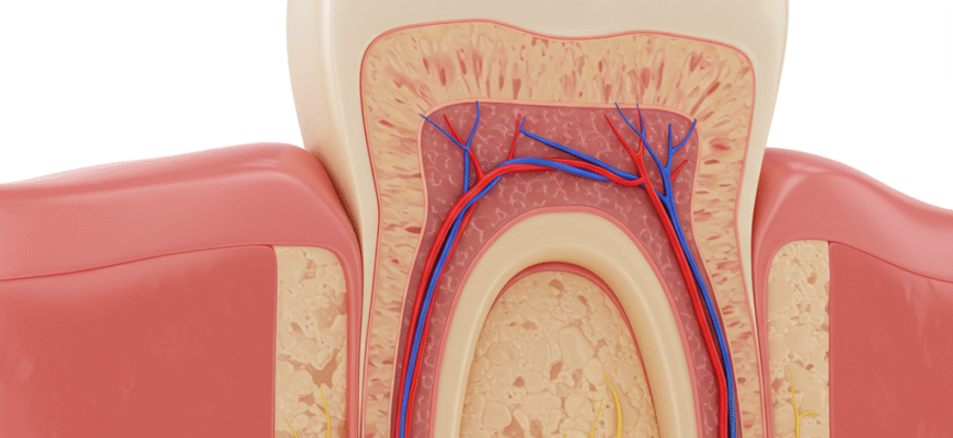 The DentinPulp Complex A Vital Partnership in Tooth Health