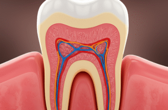Exploring the Different Layers That Make Up a Single Tooth