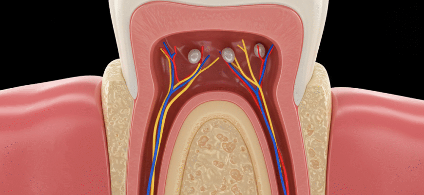 Exploring the Pulp Chamber Where Tooth Nerves Reside