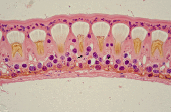 The Anatomy of the Odontoblastic Layer at the PulpDentin Border