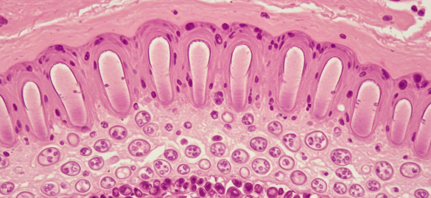 The Basic Anatomy of the Oral Epithelium and Its Layers