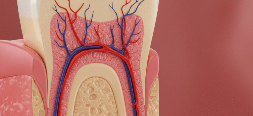The Intricate Blood Vessel Network Within Your Dental Pulp
