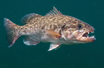 Why Do Some Fish Have Teeth on Their Gill Rakers Too