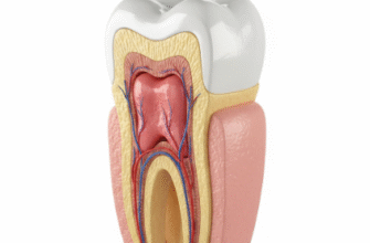 A Visual Guide to Understanding Your Tooths Anatomy