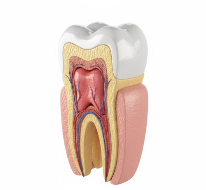 A Visual Guide to Understanding Your Tooths Anatomy