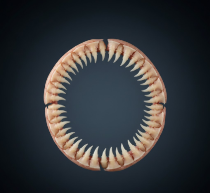 Cookiecutter Shark Teeth Bizarre Teeth for Taking Round Bites