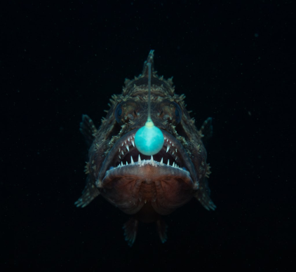 Exploring the Anglerfish and Its Lure and Large Teeth
