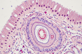Exploring the Cellular Structure of Healthy Dental Pulp