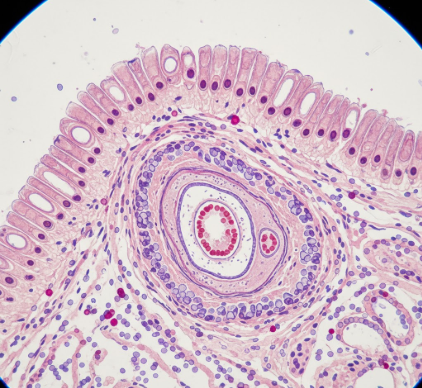 Exploring the Cellular Structure of Healthy Dental Pulp