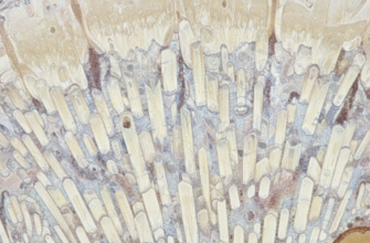 Exploring Tooth Enamel Composition and Unique Properties