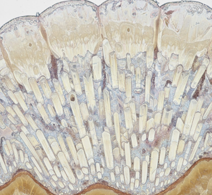 Exploring Tooth Enamel Composition and Unique Properties