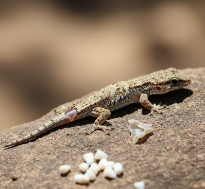 Fun Fact Some Lizards Can Detach and Regrow Their Tails Not Teeth