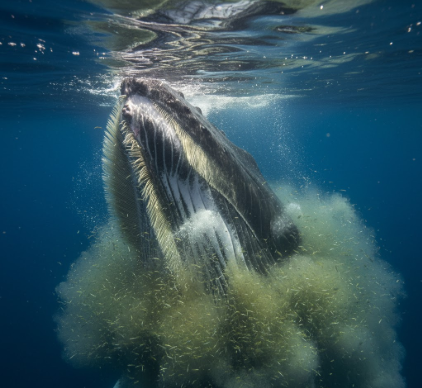 How Baleen Whales Filter Feed Without Using True Teeth