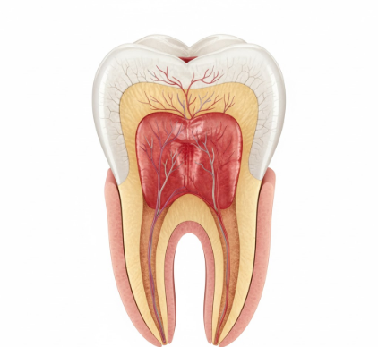 Pulp Power Understanding the Tooths Living Center