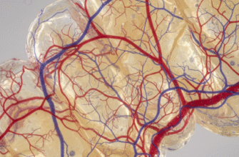 The Intricate Blood Vessel Network Within Your Dental Pulp