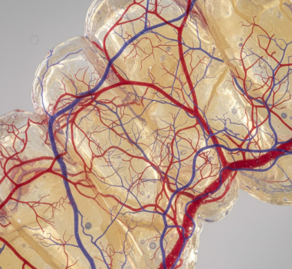 The Intricate Blood Vessel Network Within Your Dental Pulp