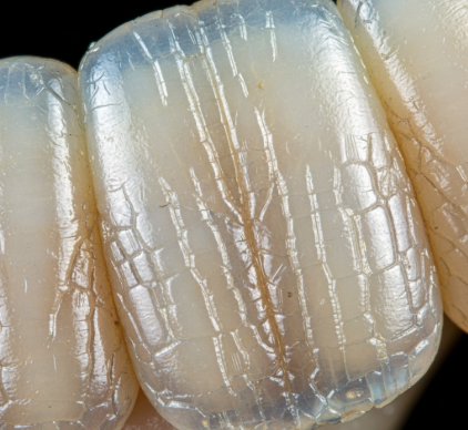 The Microscopic Structure of Your Tooth Enamel
