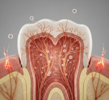 The Nerves in Your Teeth How They Detect Pressure and Pain