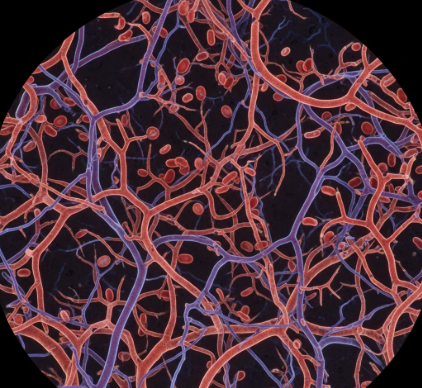 The Various Blood Vessels Supplying Nutrients to Dental Pulp