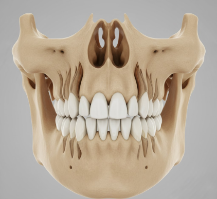 Understanding Your Jaw The Foundation for Your Teeth